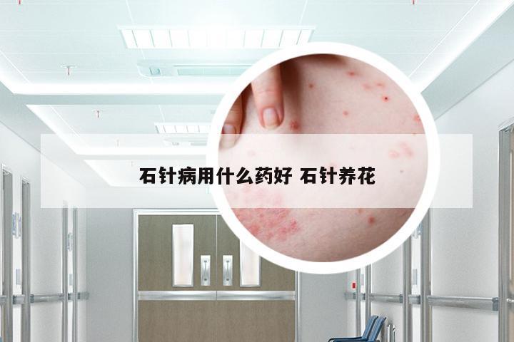 石针病用什么药好 石针养花